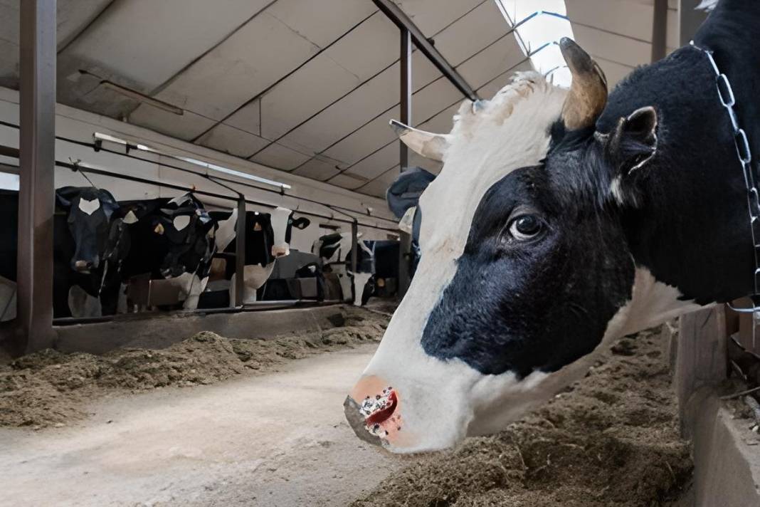 Yüzlerce büyükbaş hayvan için öldürülme kararı çıktı! İtlaf kararının gerekçesi hayvanseverleri küplere bindirdi! 10